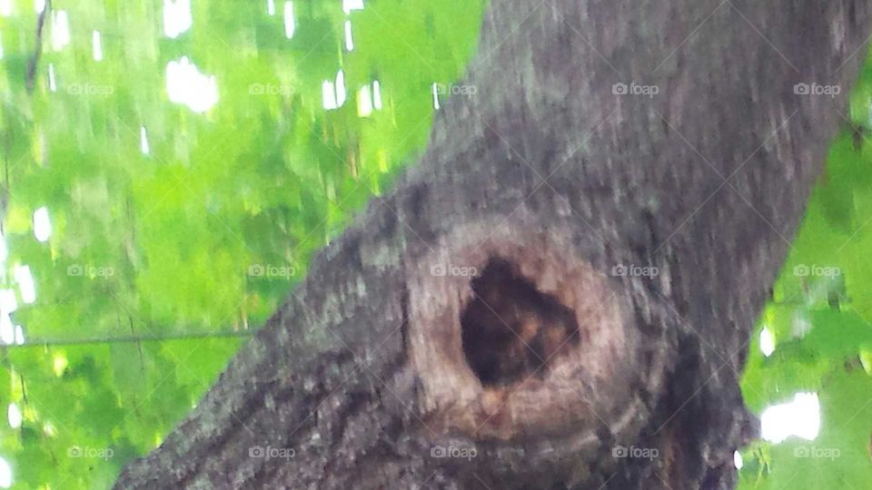 Heart in the tree