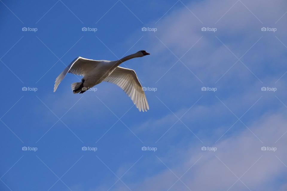 A flying swan