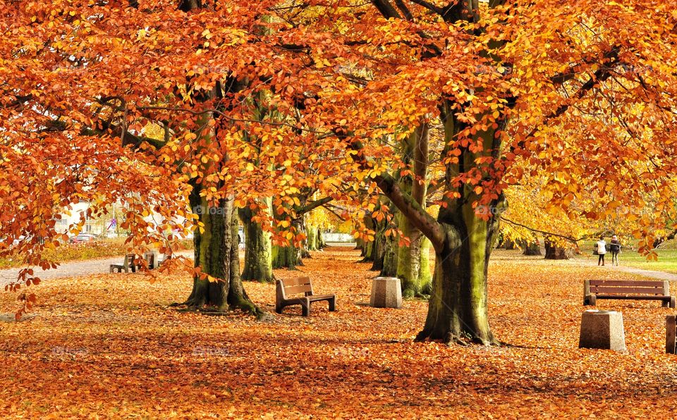 Trees in park during autumn, Poland