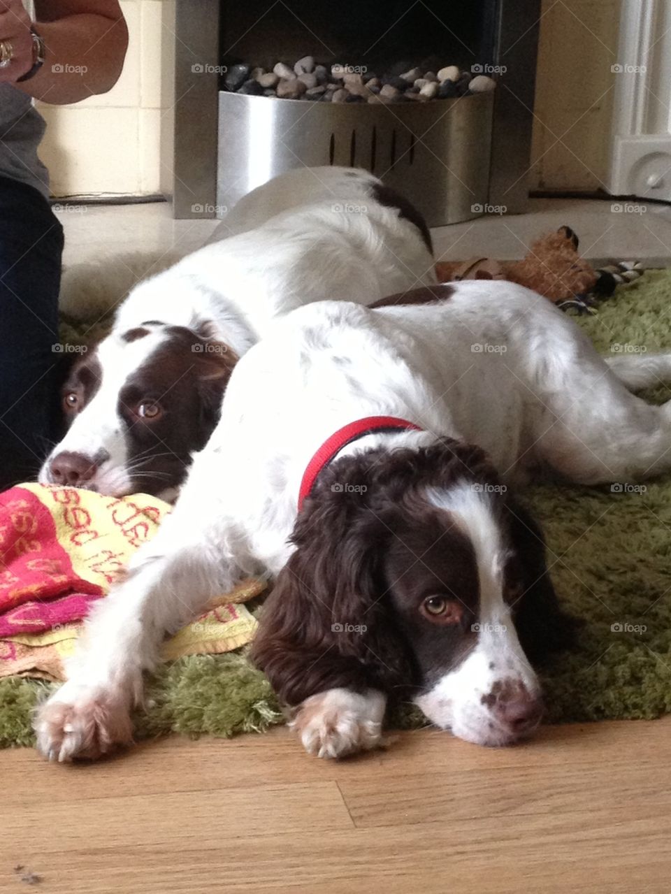 Sleeping Spaniels!