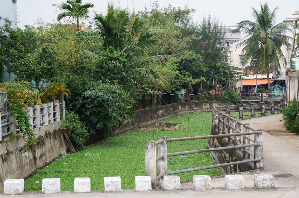 Tree, Tropical, Travel, Palm, Garden
