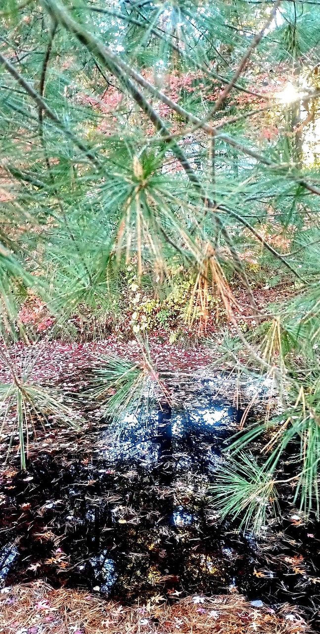 Pond and Nature