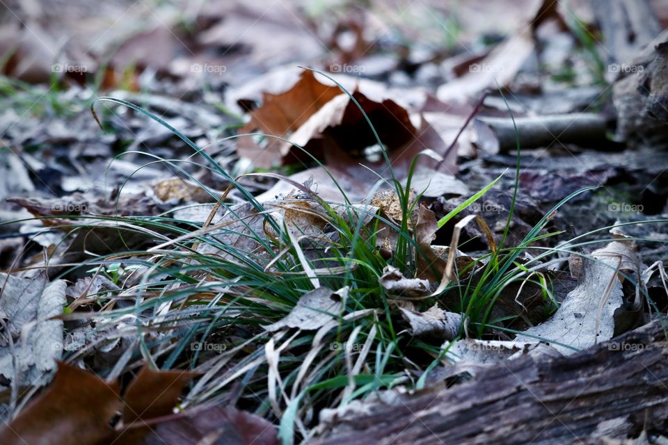 Grass growing in the woods