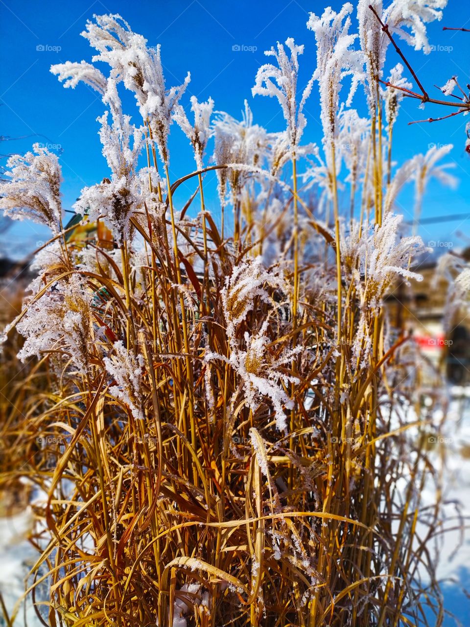 reeds in the snow
