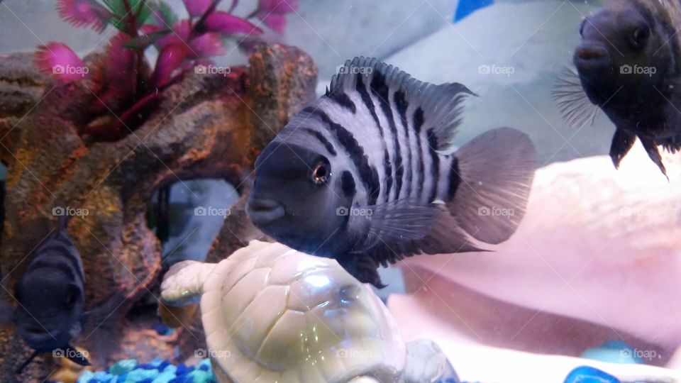 African cichlids