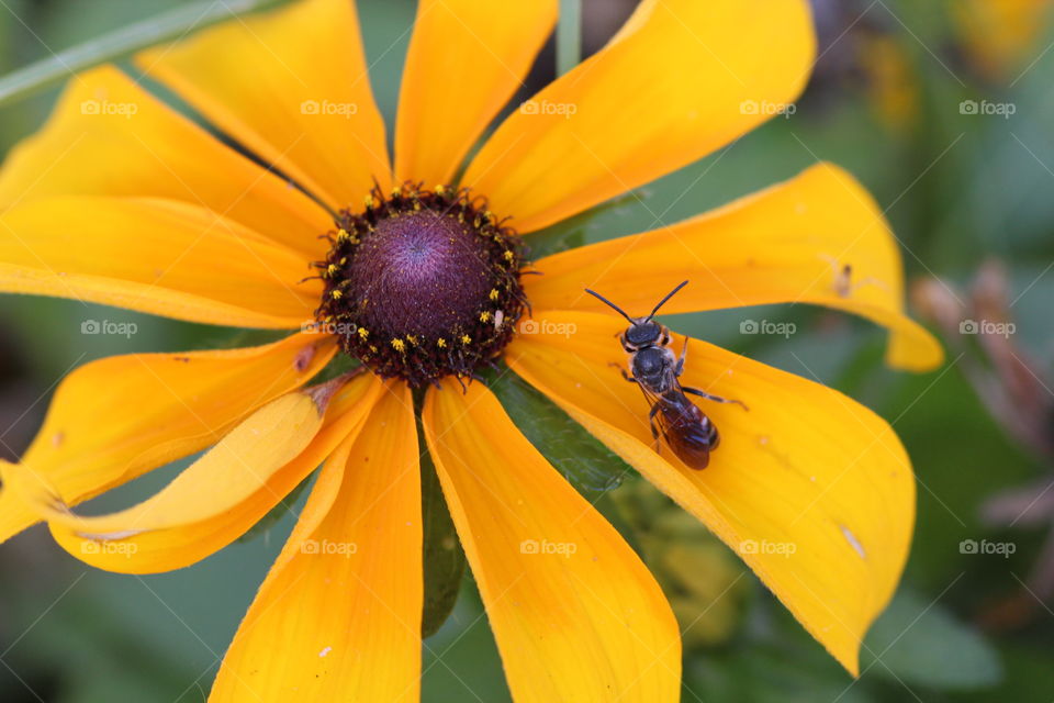 insect visiting flower