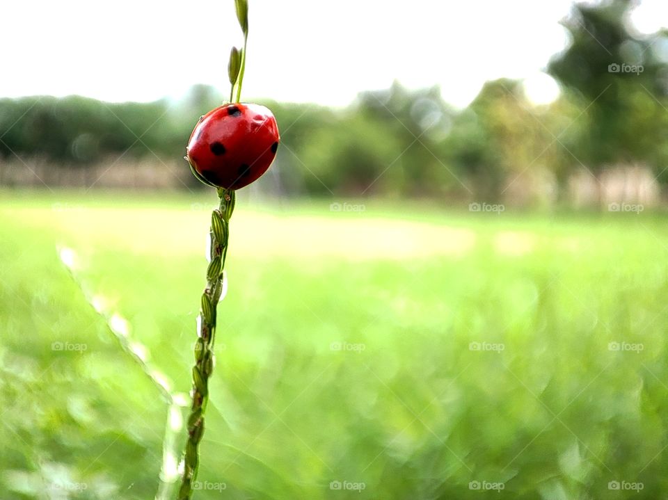 Macro image of a red bugs