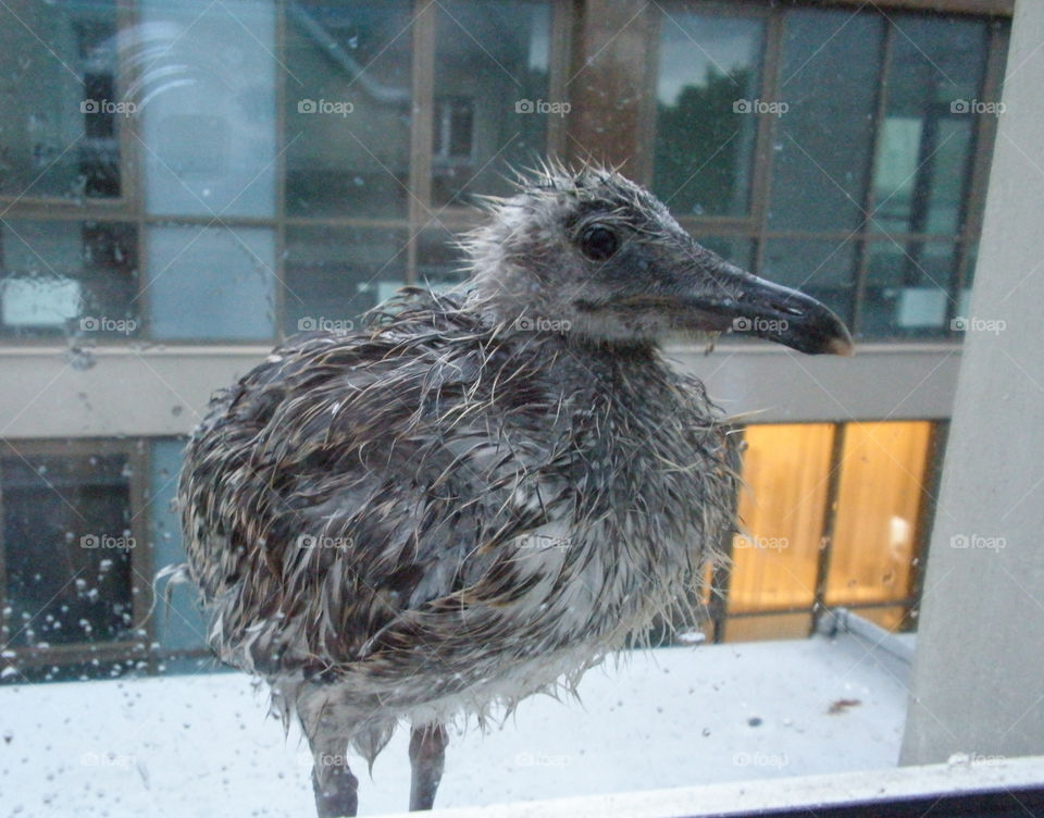 wet seagull baby sitting on a window sill
