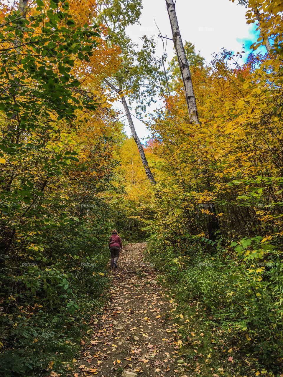 Autumn hiking in Vermont cannot be beat.  Heading up the mountain in a tunnel of yellow 