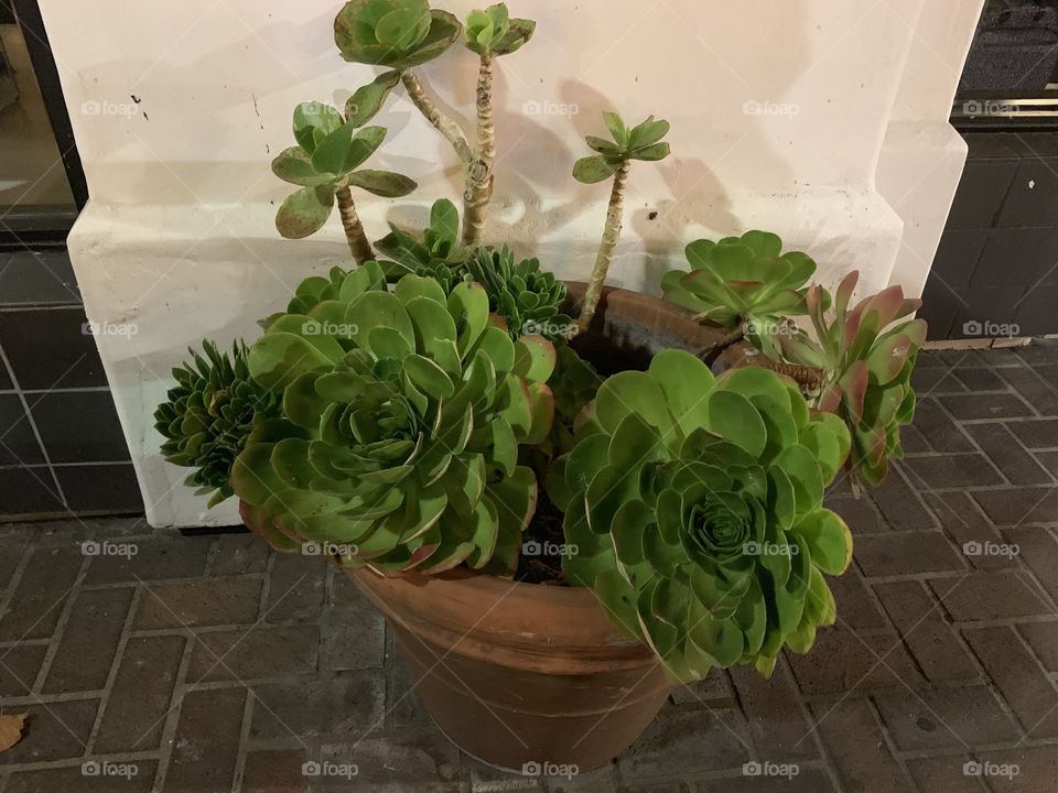 Portrait of a league chics N hens plant on a clay pot