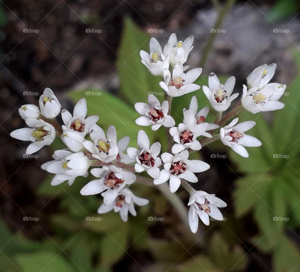 Lovely little flowers in the tree outside of restaurant in South Korea.
