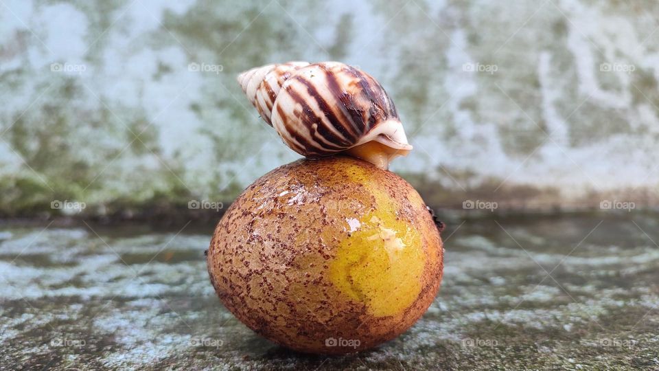 Snail on fruit