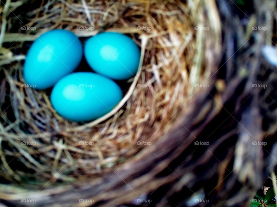 Robin Eggs