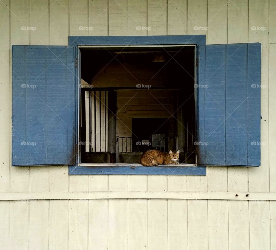 barn cat on the ledge