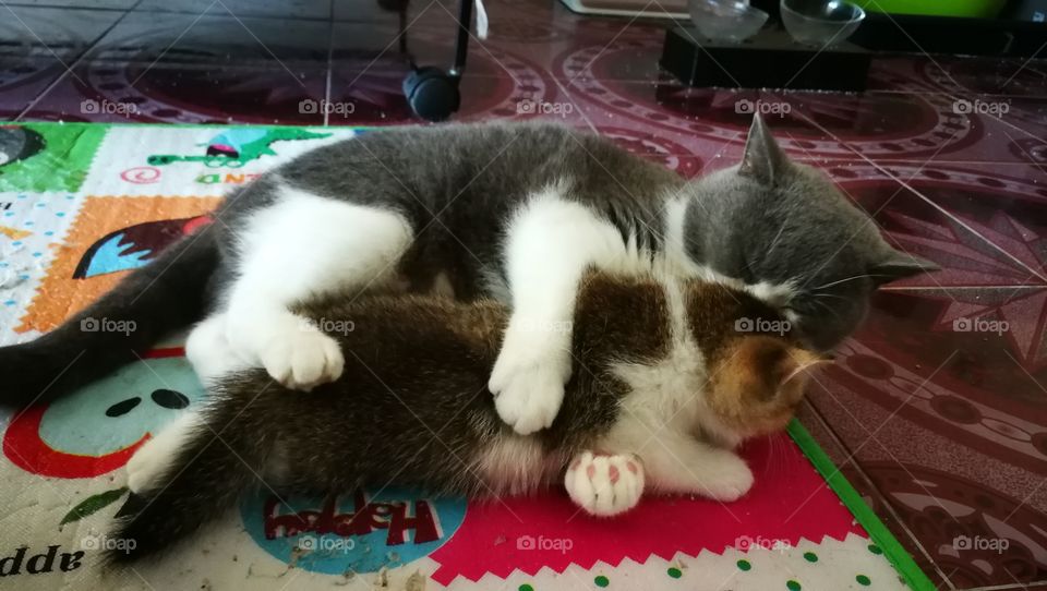 Mum and kitten