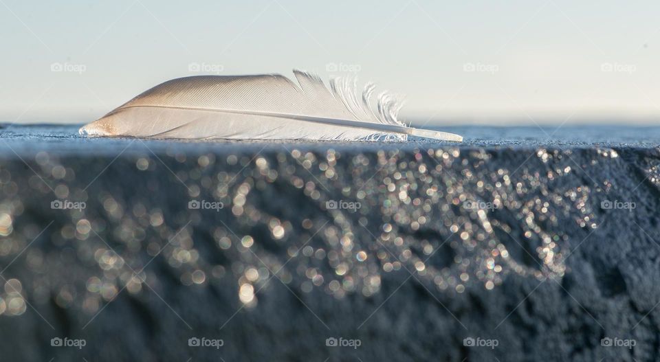 Close up of birds feather