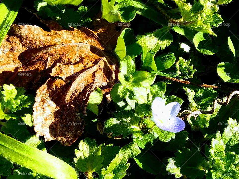 flower near a dead leaf