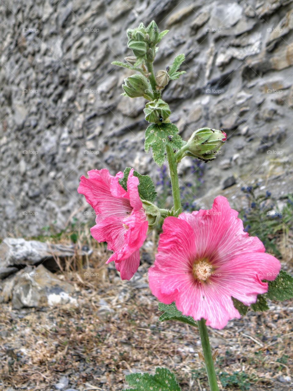 flowers pink