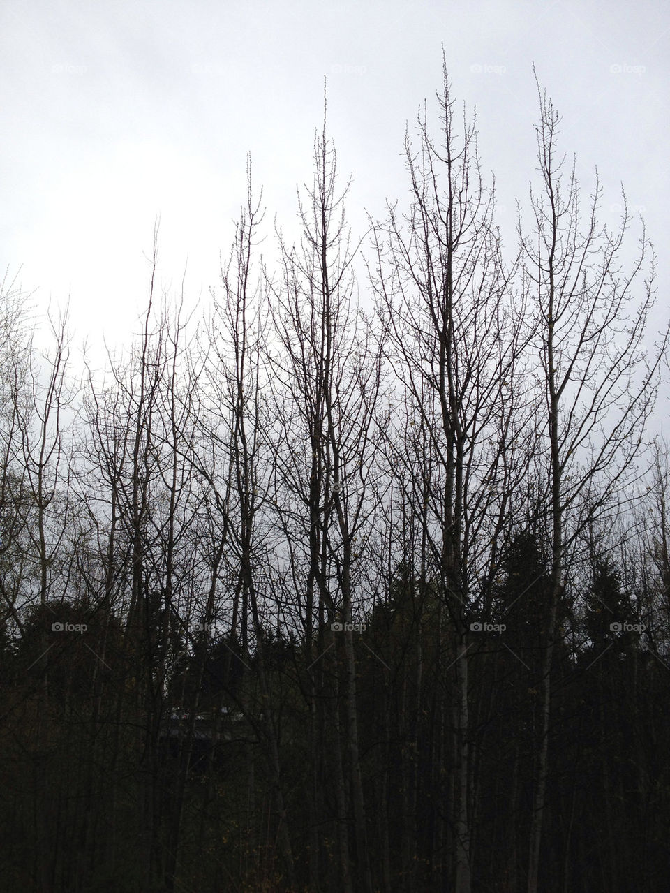 Row of Bare Trees