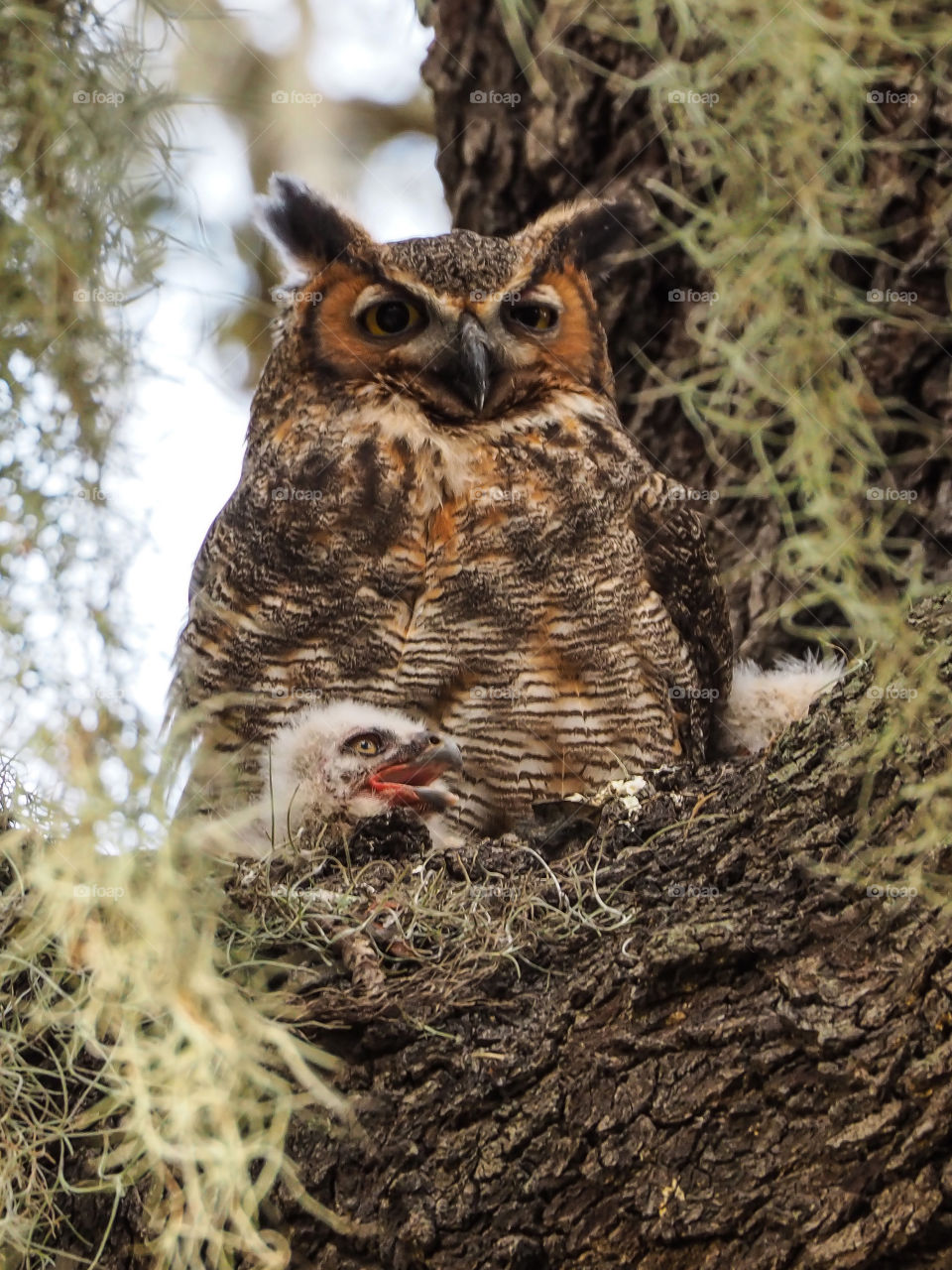 Great Horned Owl With Her New Baby