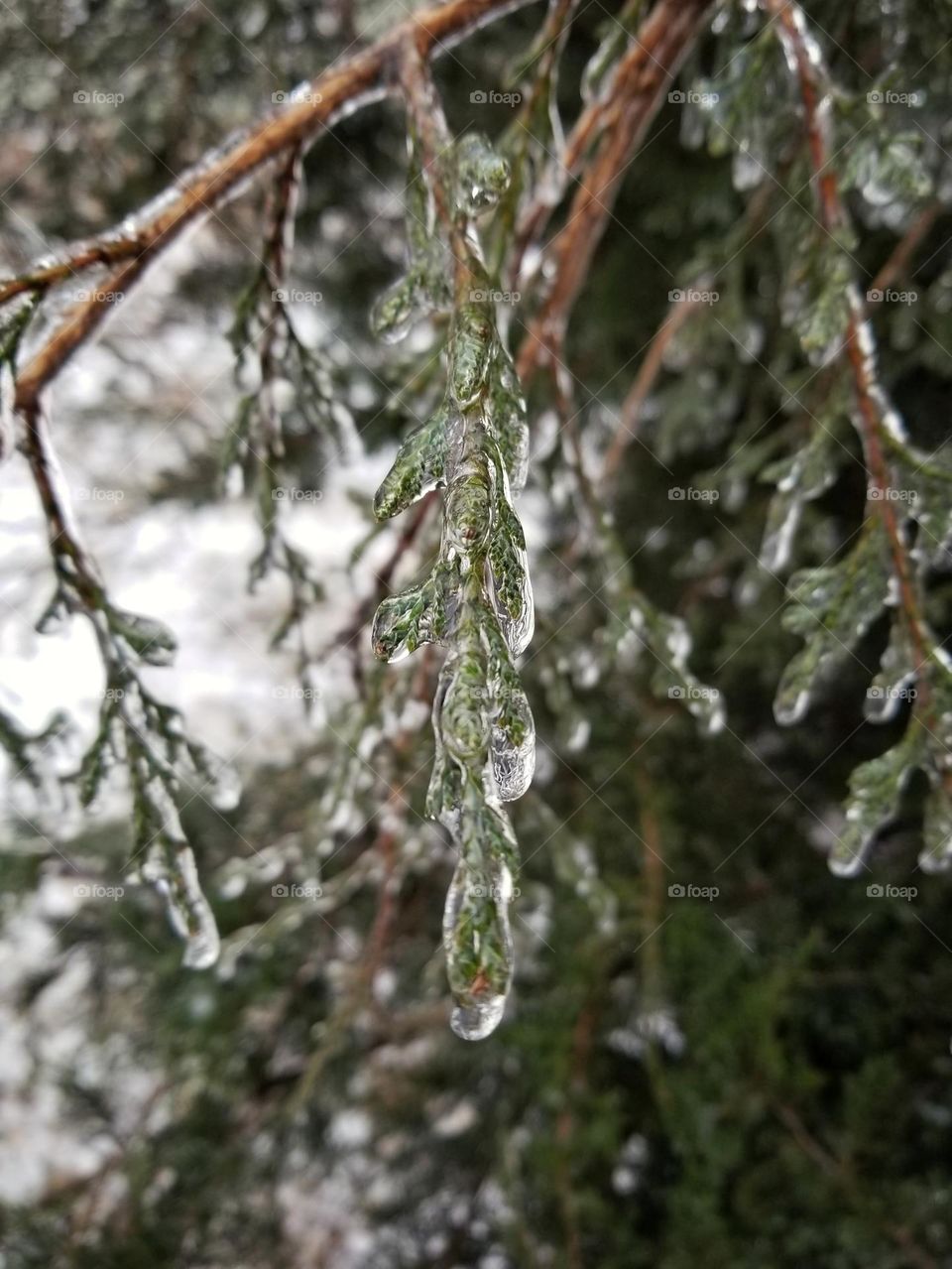 Icy cedar tree