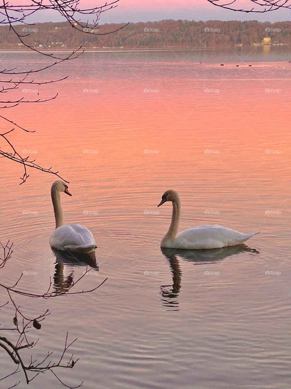 Two swans on a lake under a soft pink sunset