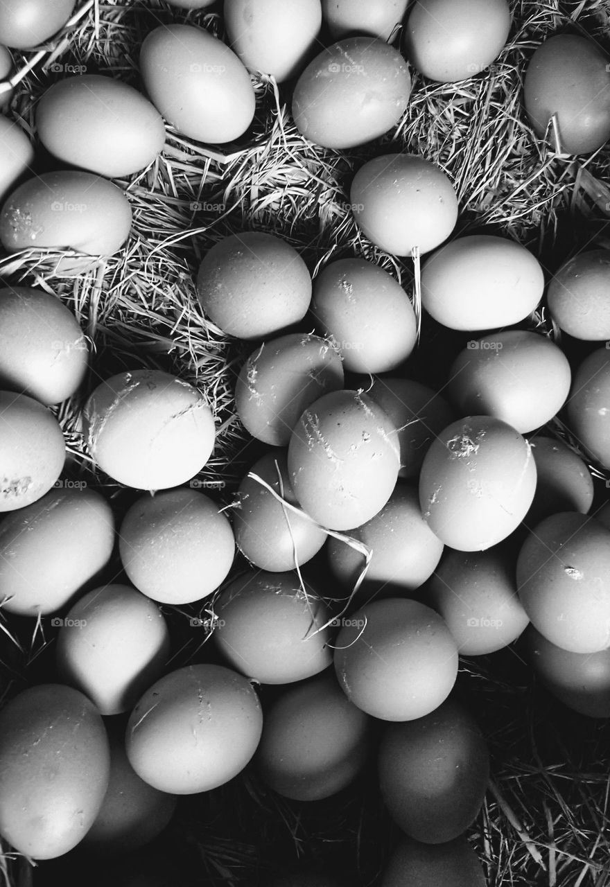 Chicken eggs