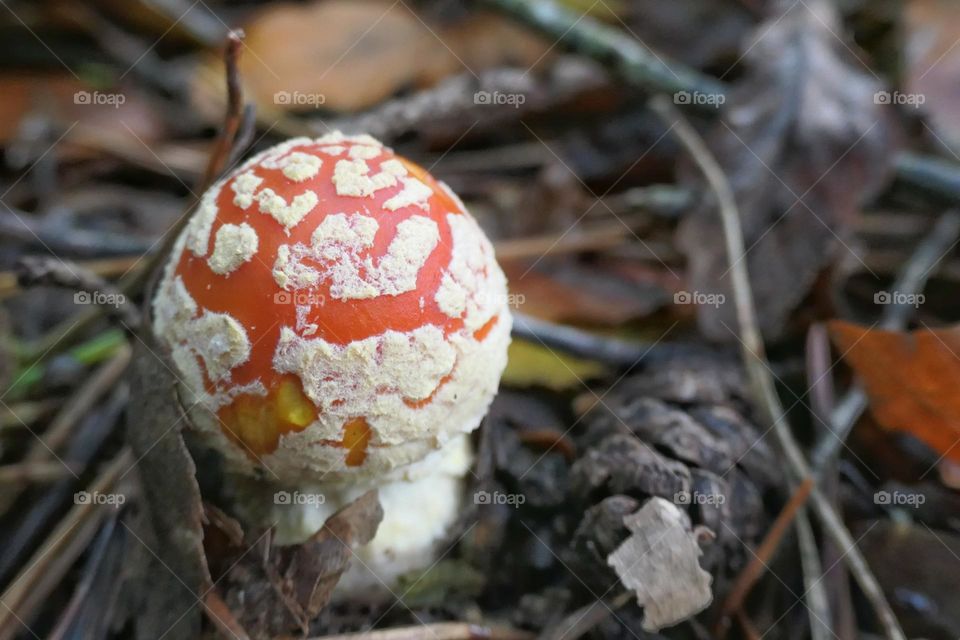 Red mushroom with white spots