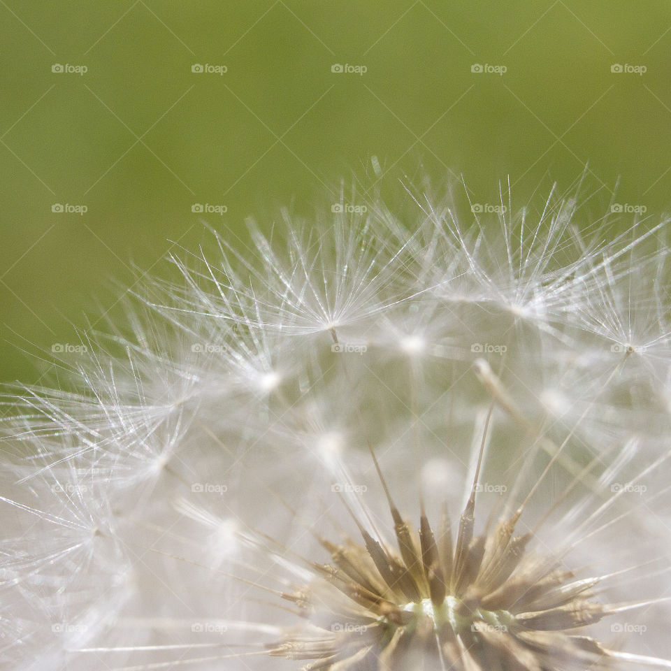 Dandelion make a wish