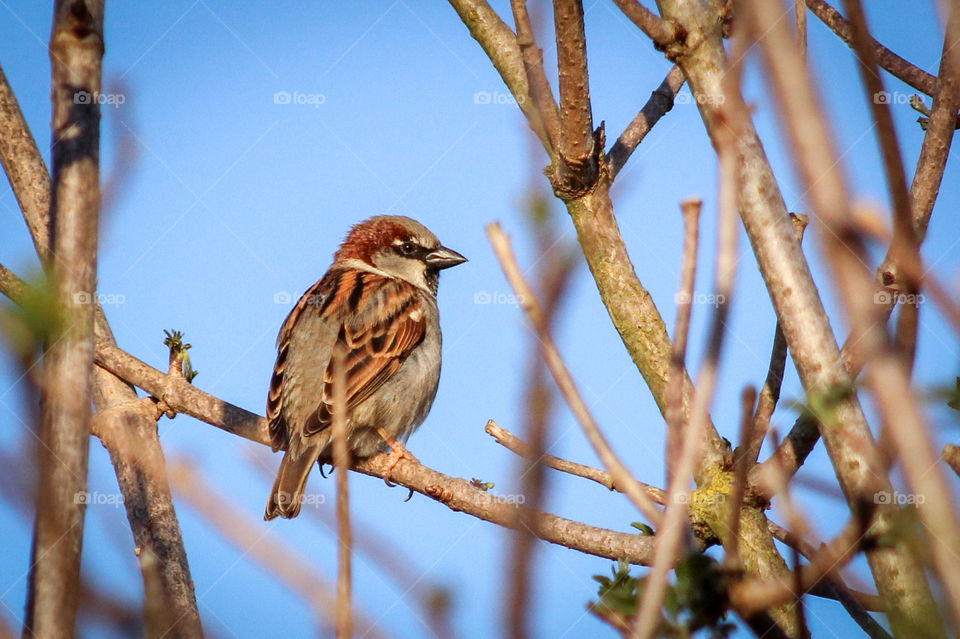 Sparrow