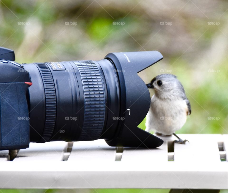 Little bird looking into the lens of a camera 