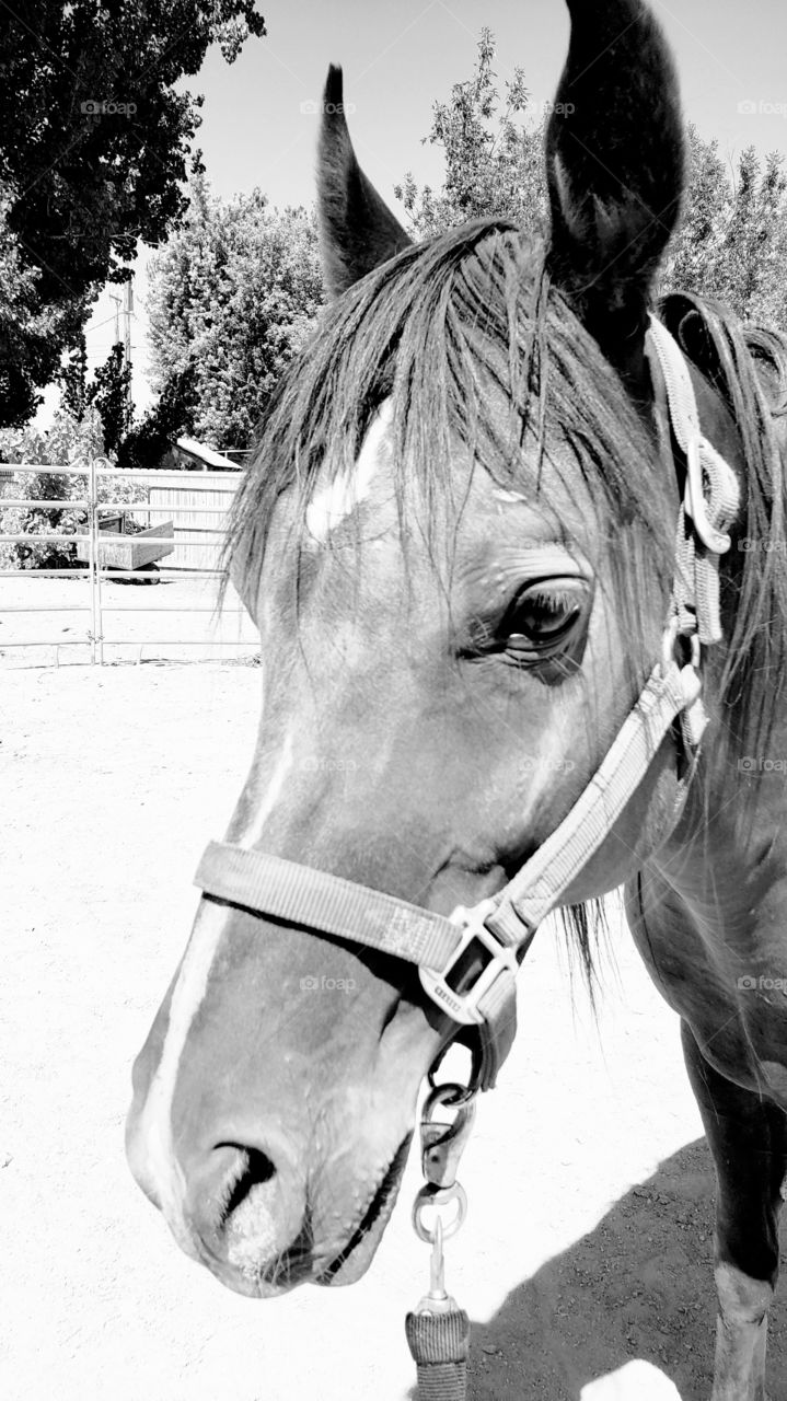 closeup headshot of horse with white blaze