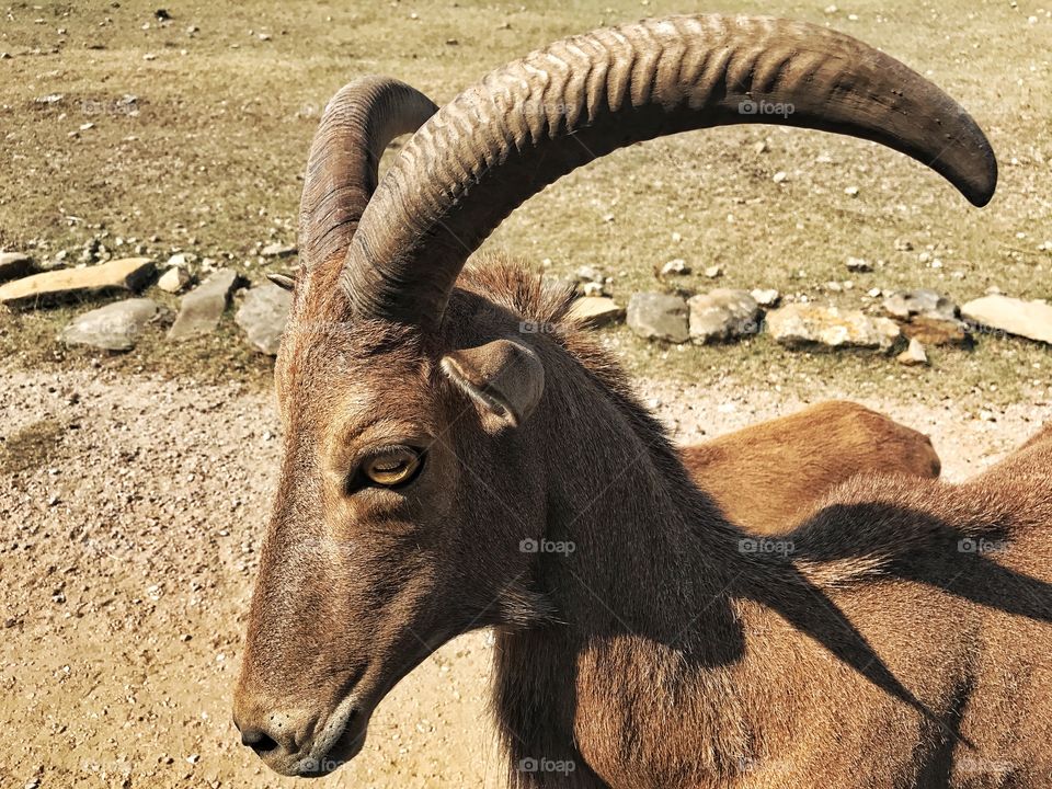 Big horned goat