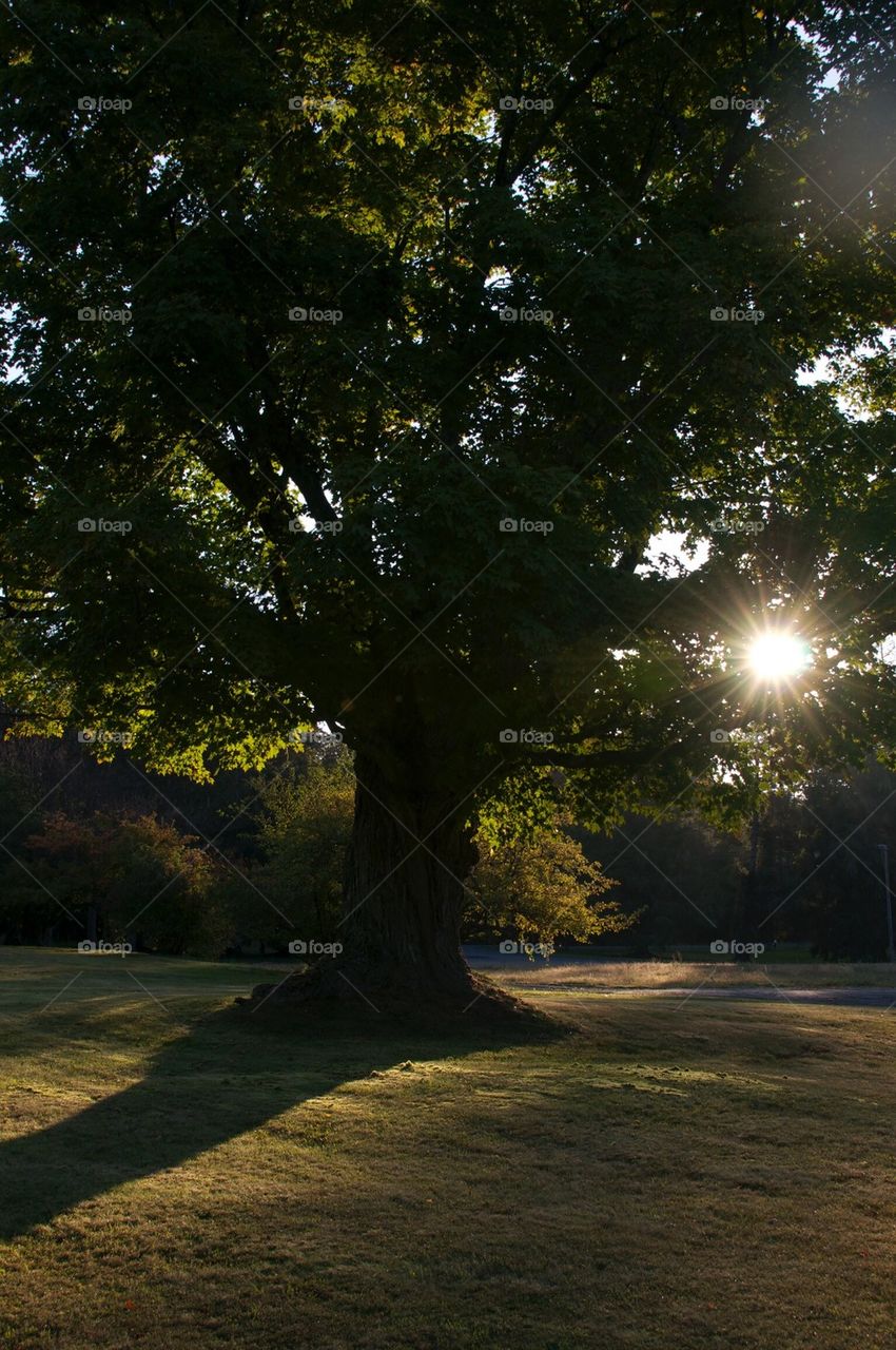 Sunrise through the tree