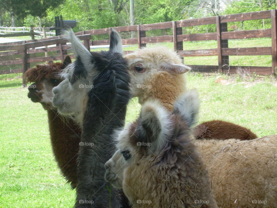 Alpacas