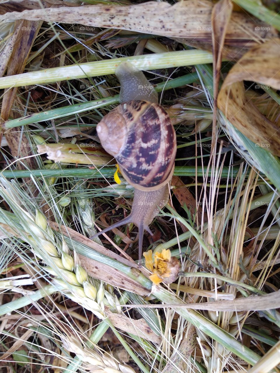 Snail