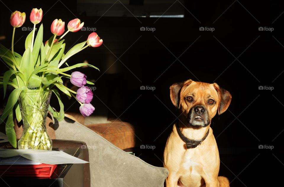 Puggle and tulips . My gorgeous puppy 
