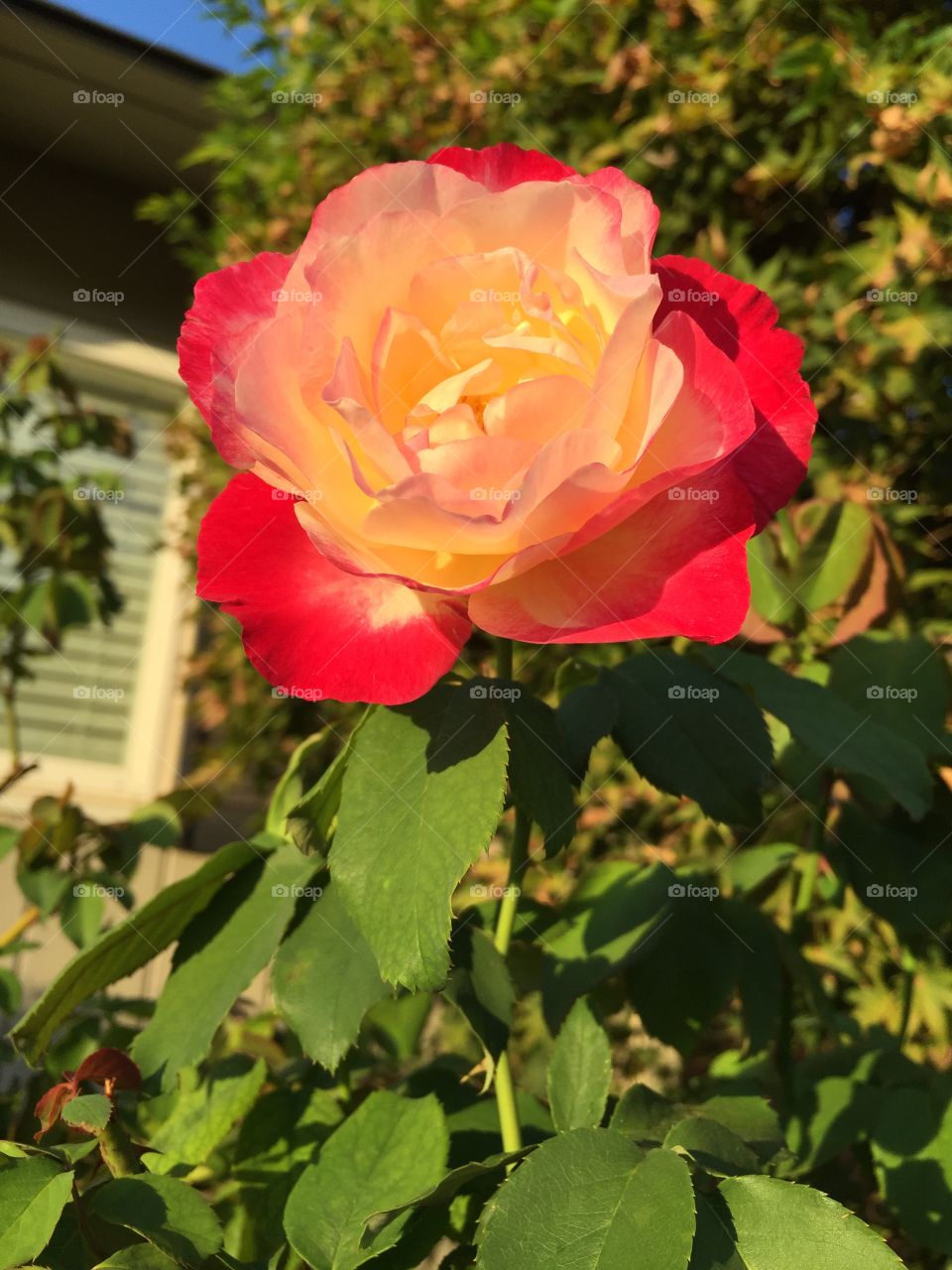 Colorful flower at sunset . Just a simple a rose at sunset in the garden 