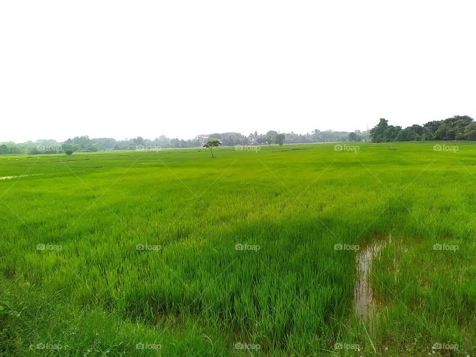 Lovely evening by the side of  the paddy fields