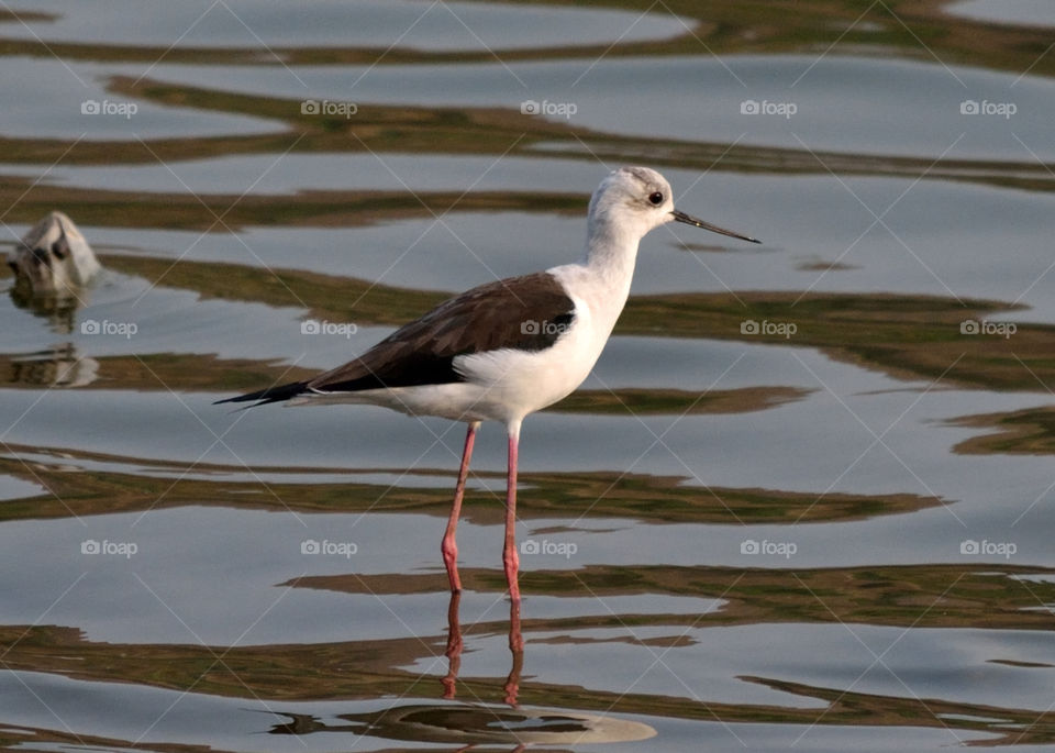 Black Winged Stilt