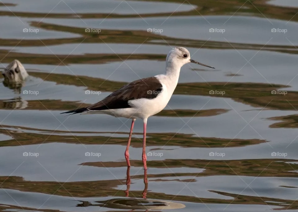 Black Winged Stilt