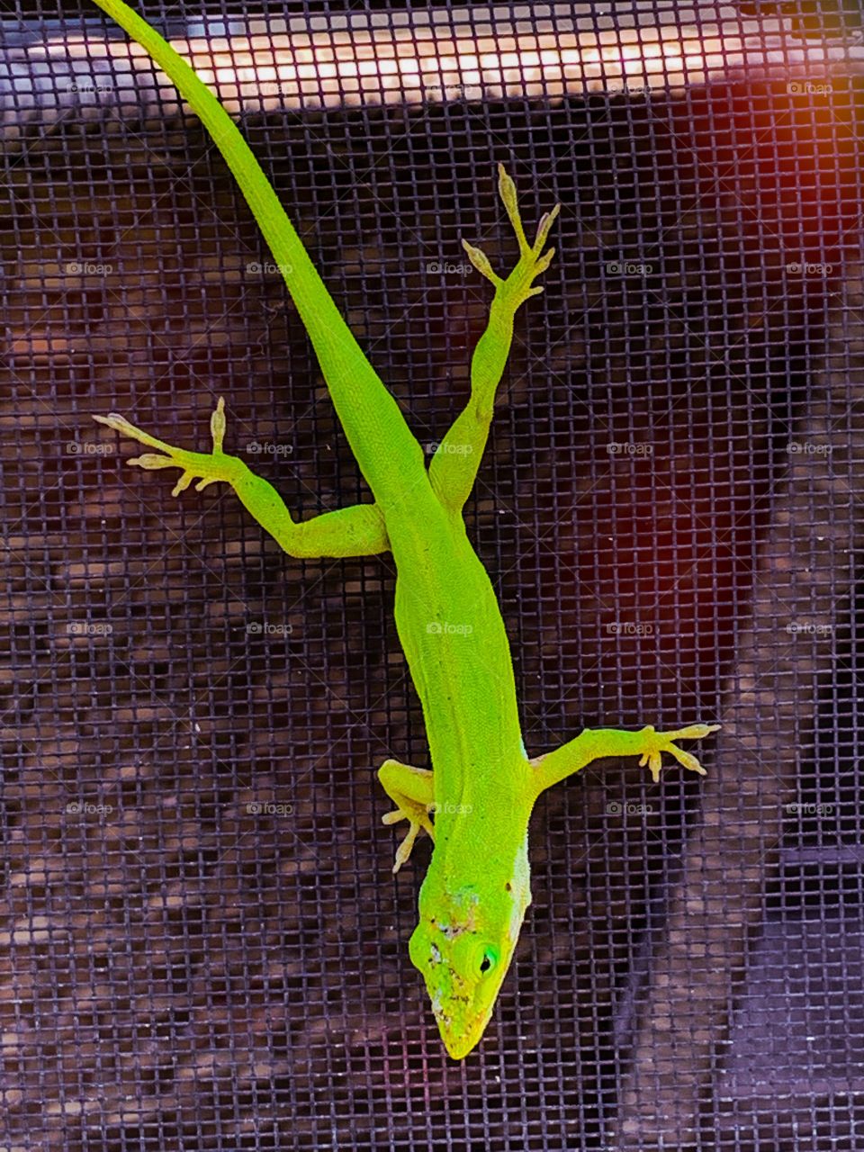 Colorful green lizard climbing down a window screen