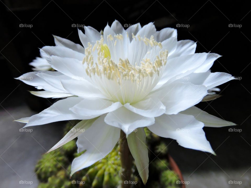 Cactus Flower