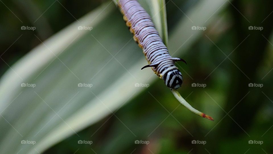 leaf eating worm