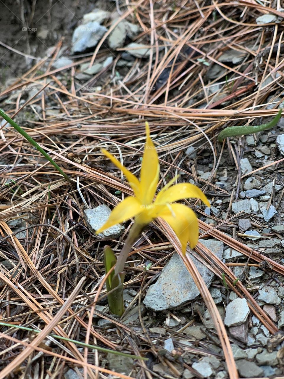 Alone flower