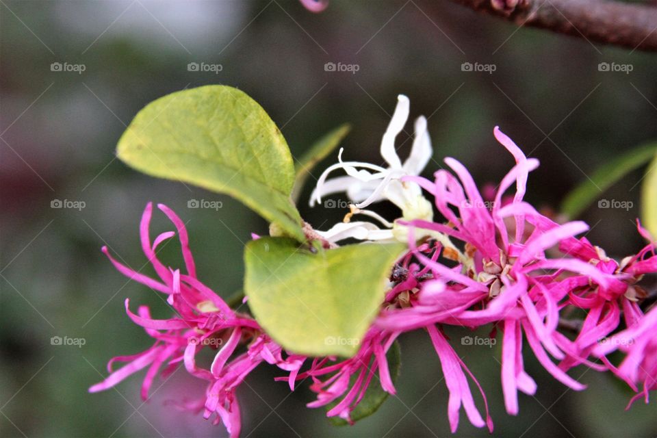 lone white bloom in a sea of pink