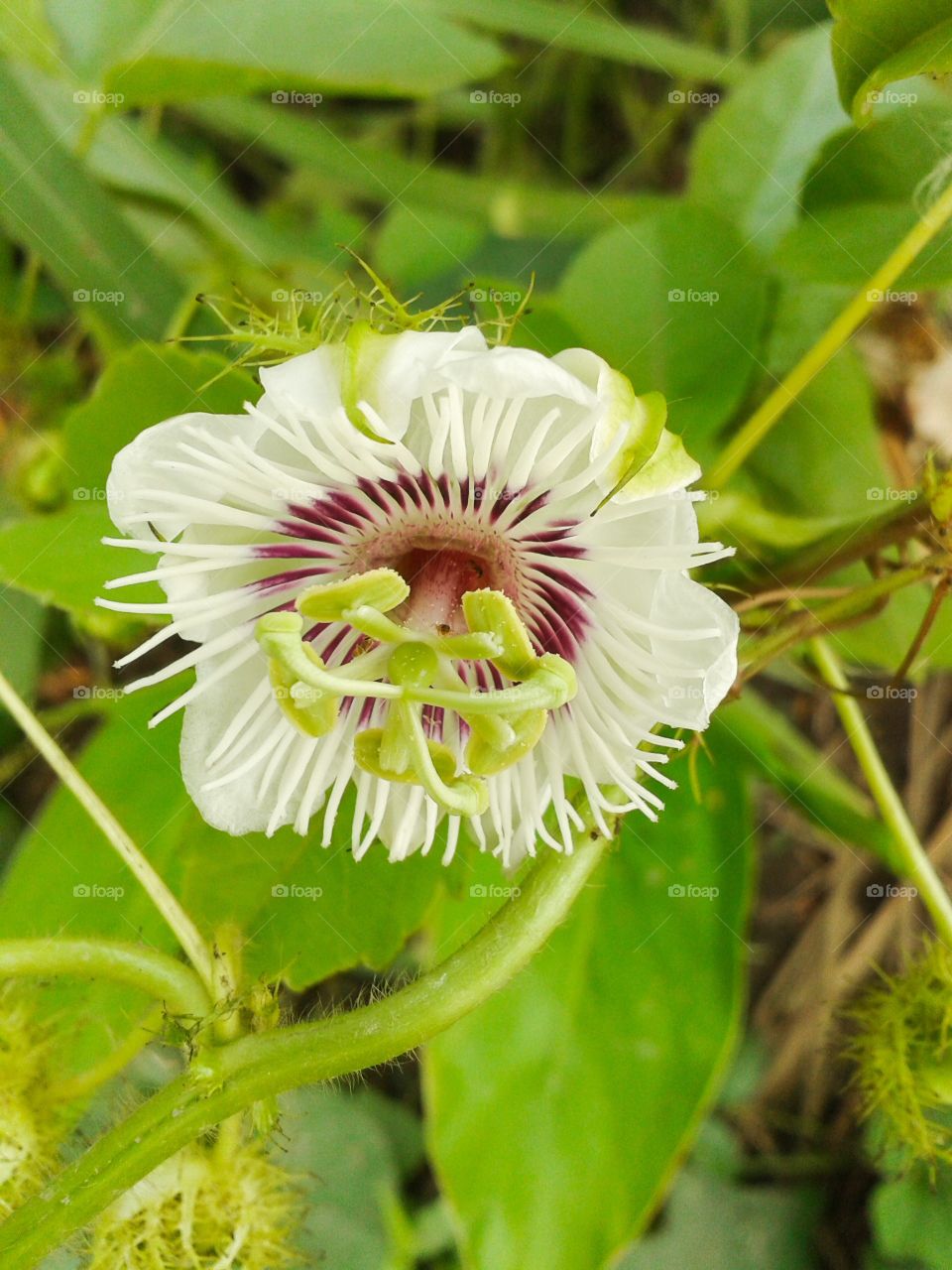 fetid passionflower. grass flower