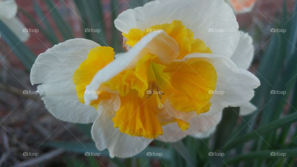 Flower, Nature, No Person, Flora, Daffodil