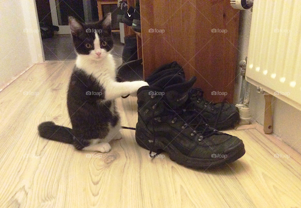 Cat playing with hiking boots 