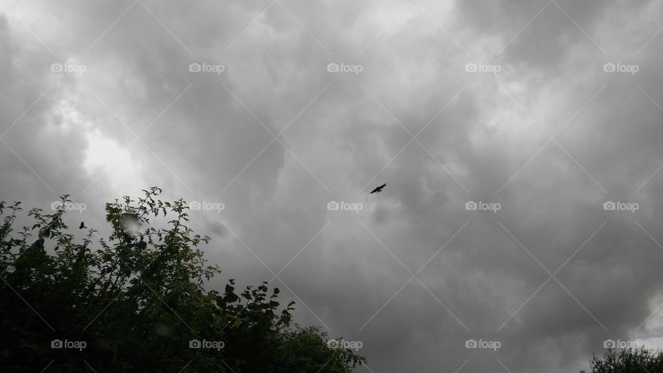 Pájaro volando en cielo gris